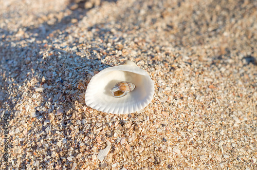 small seashell inside a large seashell on the sand