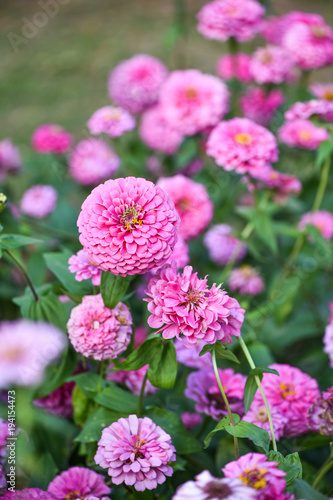 pink zinnia garden