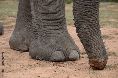 Fußzehen eines Elefanten