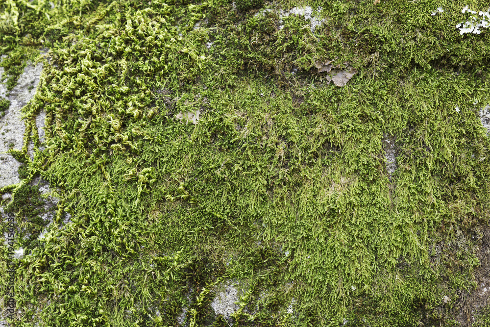 moss on the trunk of a chestnut tree in autumn
