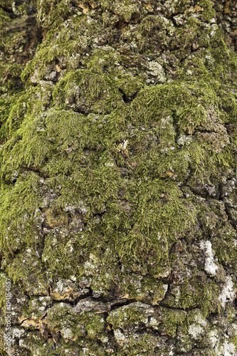 moss on the trunk of a chestnut tree in autumn 
