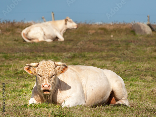 Konstfotografi A white ruminating cow laying on a meadow