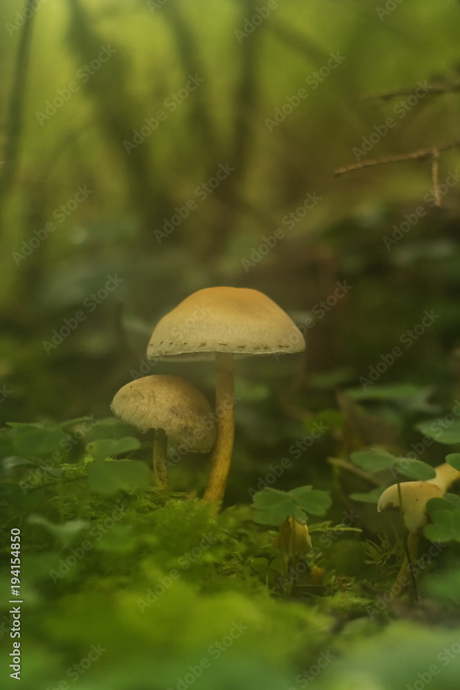 Wild mushrooms in the shamrock Wild mushrooms in the shamrock