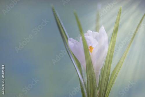 Spring coming White snowdrops close up on blue blurred background