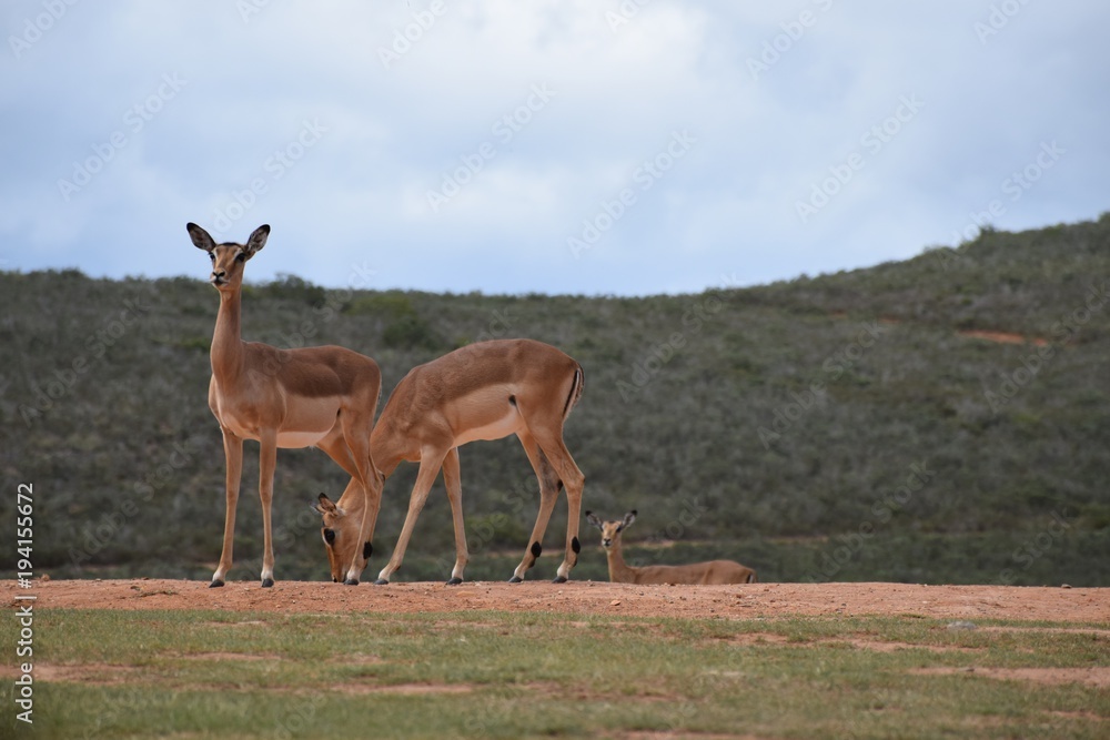 Fototapeta premium Impalas am Wasserloch
