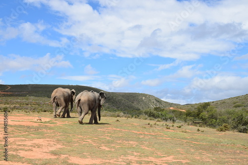 Zwei Elefanten laufen in der afrikanischen Landschaft