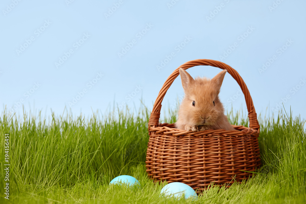 Naklejka premium Cute ginger bunny rabbit in basket on grass lawn. Easter holiday concept.