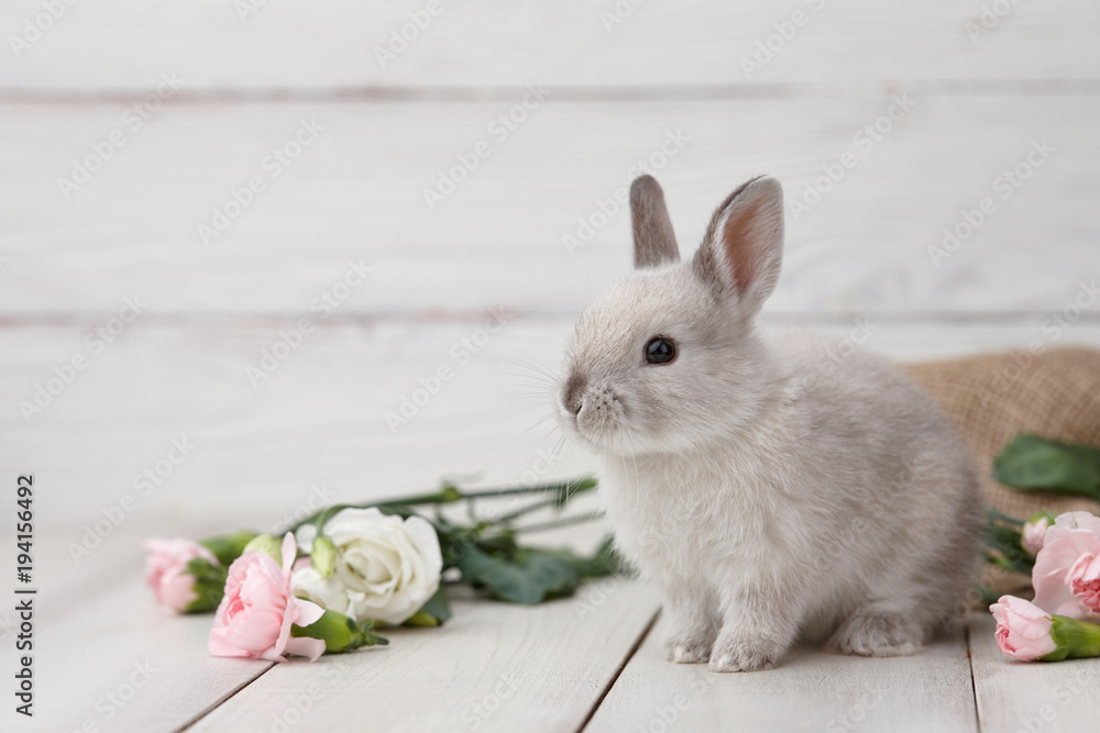 Fototapeta premium Easter bunny rabbit with spring flowers on white wooden planks, Easter holiday concept.