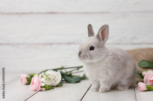Fotografiet Easter bunny rabbit with spring flowers on white wooden planks, Easter holiday concept