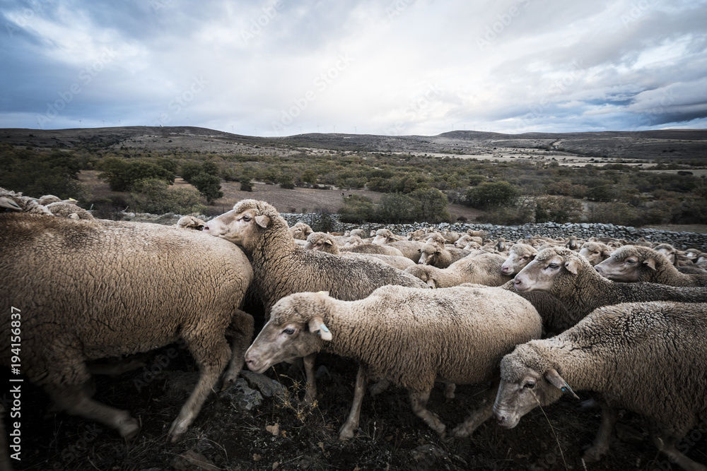 sheeps in the countryside of Soria in Spain