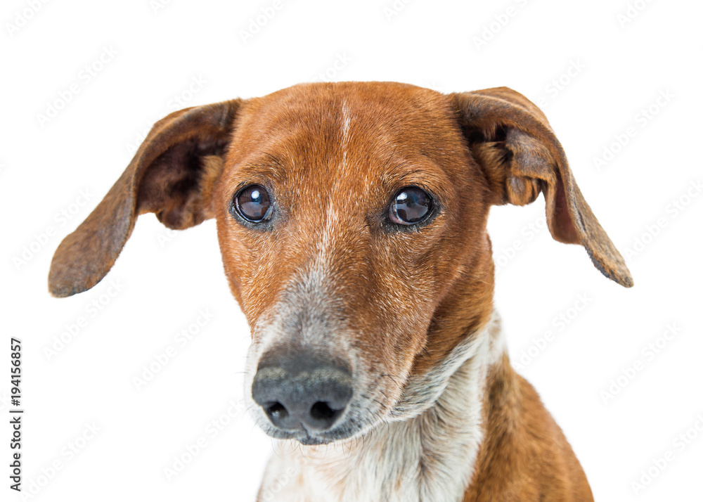 Closeup Cute Dachshund Crossbreed Dog