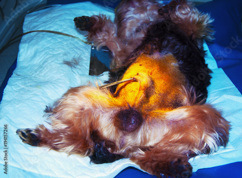 Urinaru catheter in a dog before surgery (health, care, concept veterinarian)