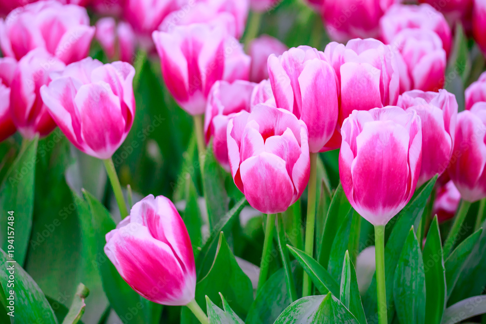 Close up of beautiful pink and white tulips flowers in field on garden background, spring time.