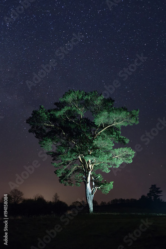 Night landscape of large tree under starry sky. Scenery wild nature at night © dzmitrock87