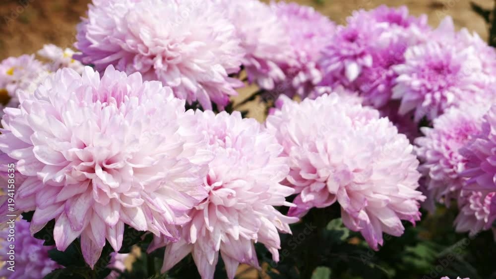 4k of pink chrysanthemum with yellow core flowers in the garden 4k of pink chrysanthemum with yellow core flowers in the garden