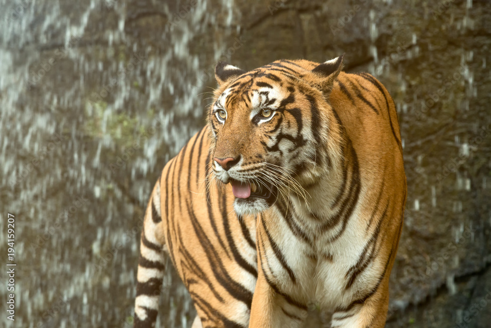 Naklejka premium Close up of Indochinese Tiger standing in front of waterfall; Panthera tigris corbetti coat is yellow to light orange with stripes ranging from dark brown to black