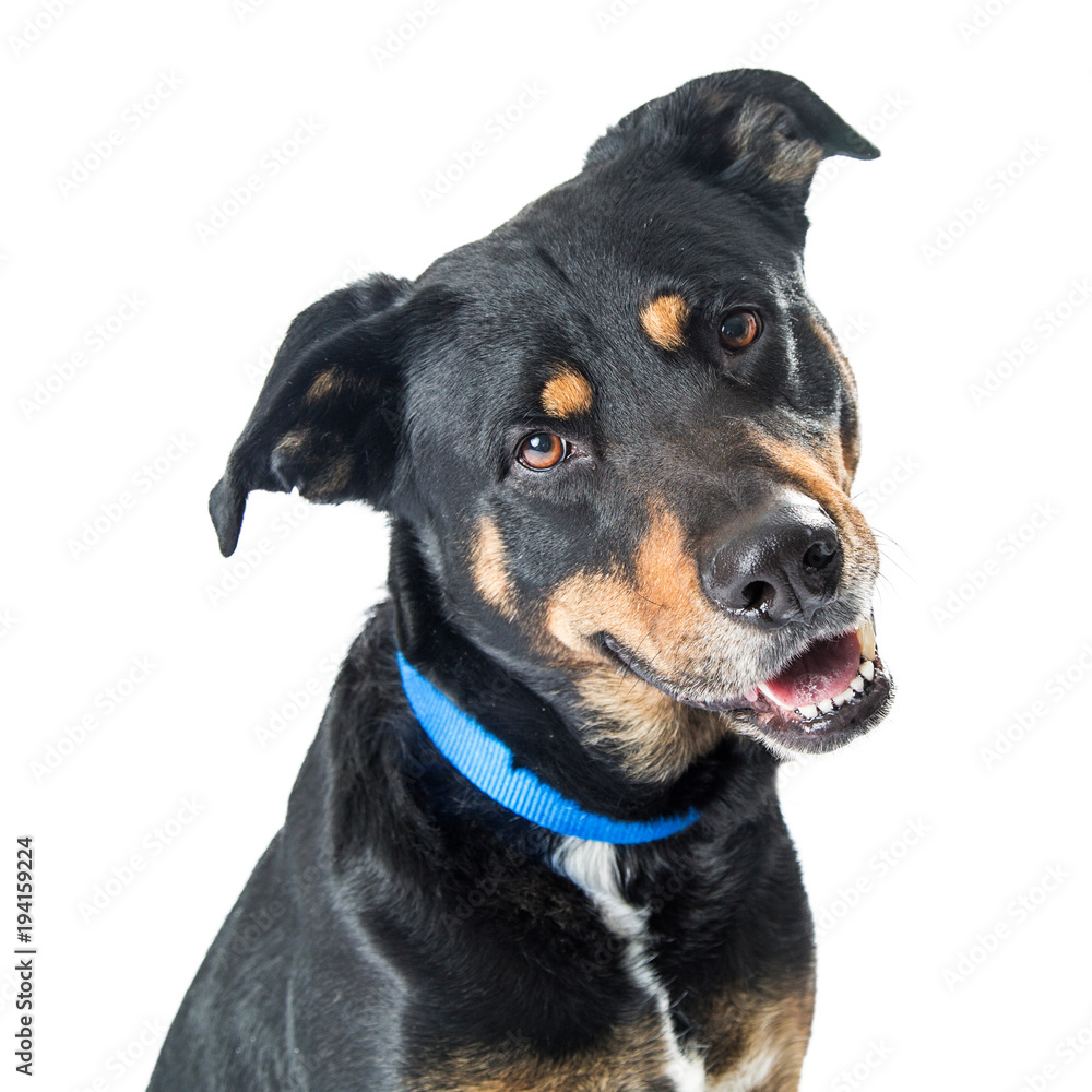 Fototapeta premium Closeup Happy Big Dog Crossbreed