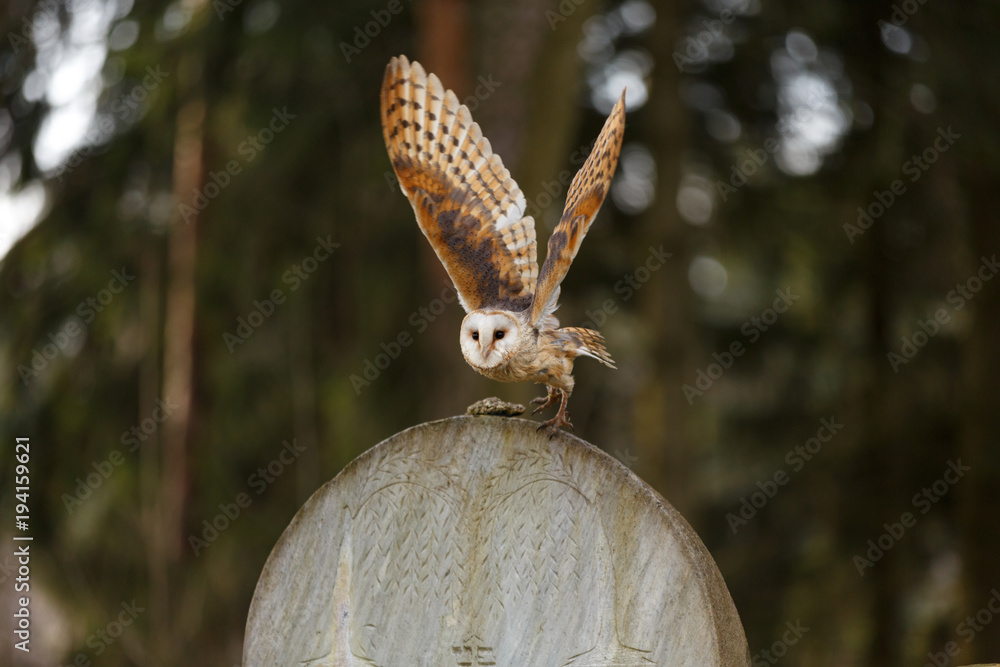 Obraz premium Schleiereule