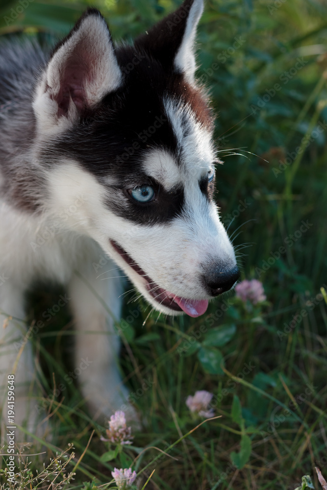Young husky puppy