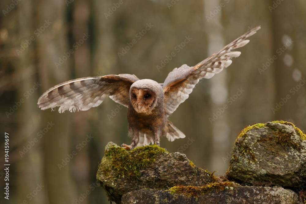 Obraz premium Schleiereule