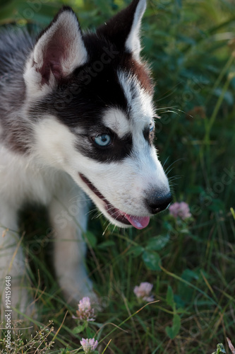 Young husky puppy