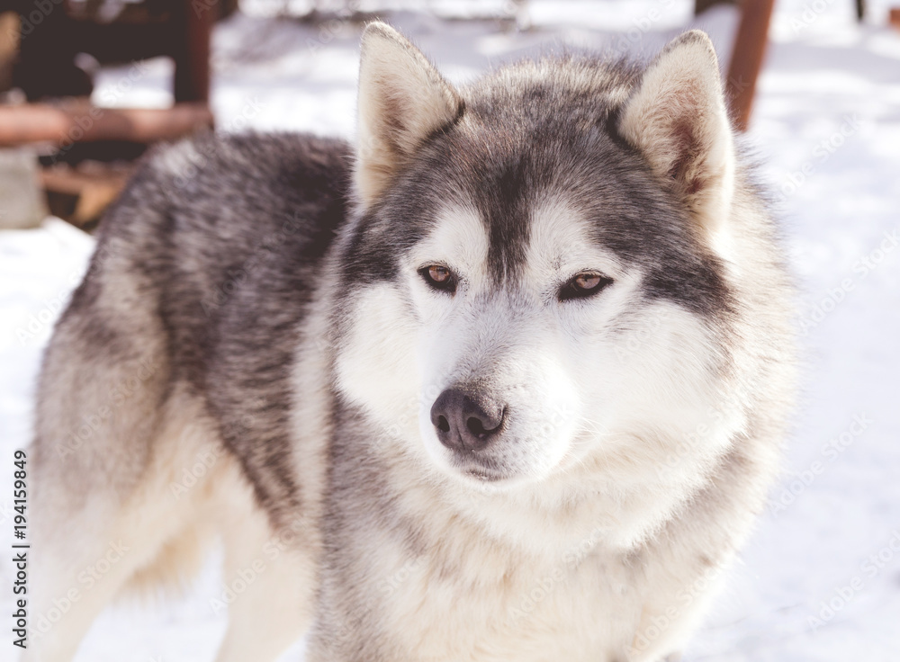Wolf husky portrait in winter snow
