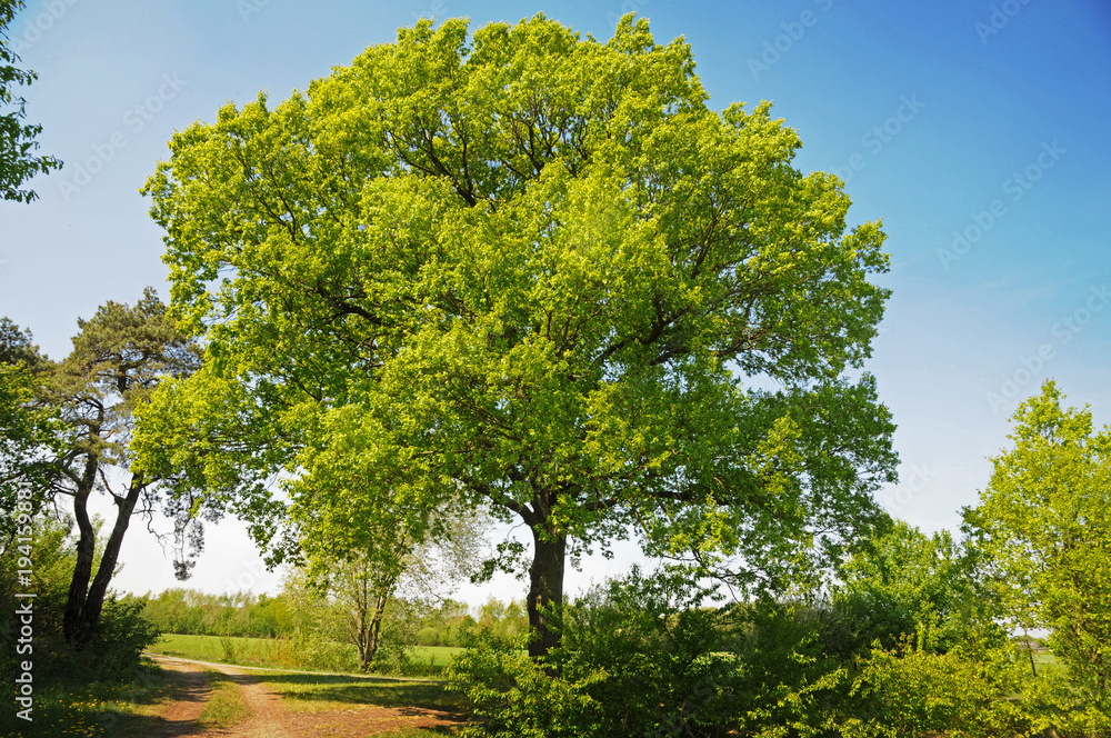 Fototapeta premium Green tree in summer light