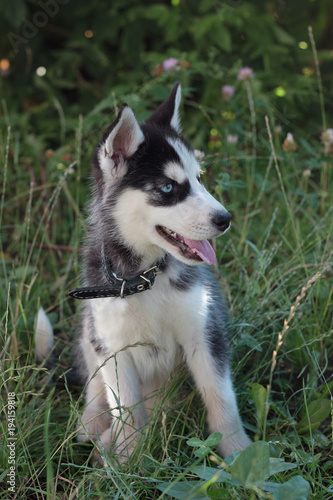 Young husky puppy