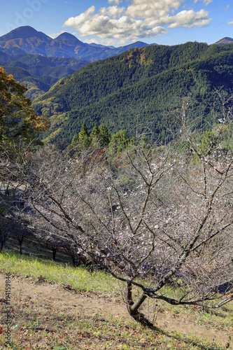 Sakura and momijis, cherry blossom and mapple red leaves; in the same time at Sakrayama Japan photo