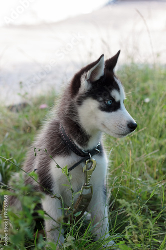 Young husky puppy