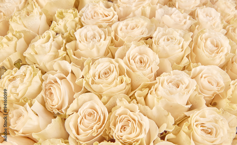Obraz premium floral background. roses background