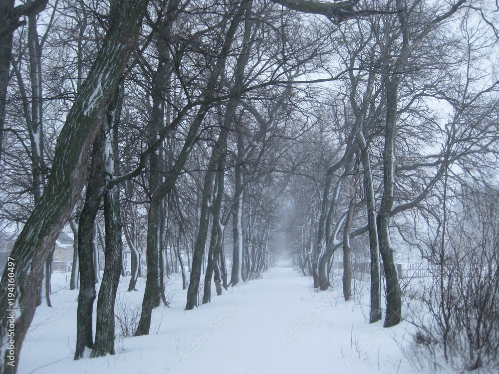 winter, snow, tree, cold, landscape, forest, nature, frost, trees, sky, white, blue, ice, frozen, scene, road, park, woods, snowy, season, field, path, christmas, scenery, birch