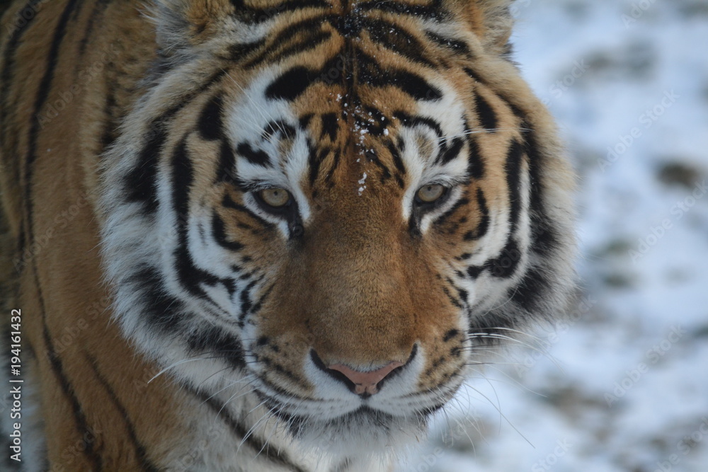 Tiger Nahaufnahme Tiger Nahaufnahme