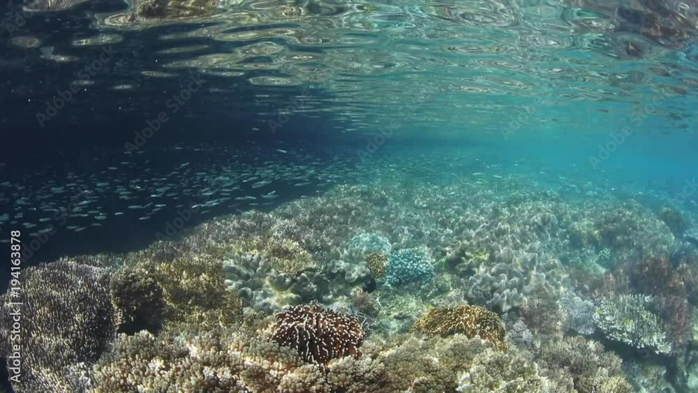 Silversides Swim Over Shallow Coral Reef in Raja Ampat Silversides Swim Over Shallow Coral Reef in Raja Ampat