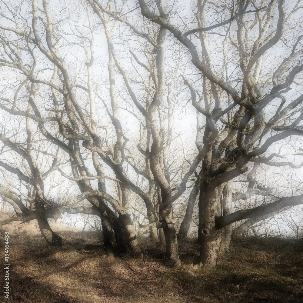 Fototapeta premium Oak trees.