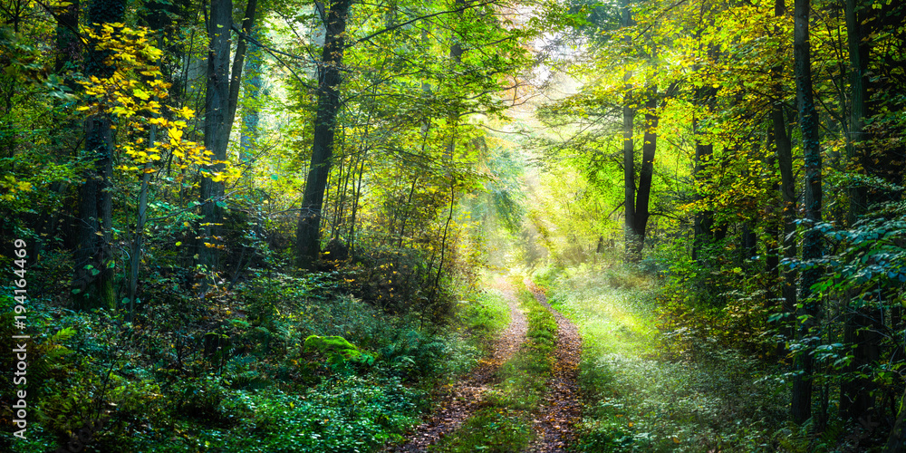 Fototapeta premium Szlak wiosną prowadzi do zielonej polany leśnej w lesie