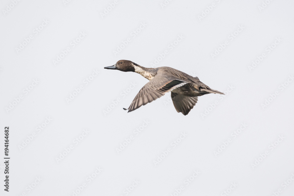 Fototapeta premium Flying Northern Pintail