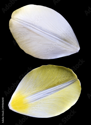 Two yellow petals of tulip.