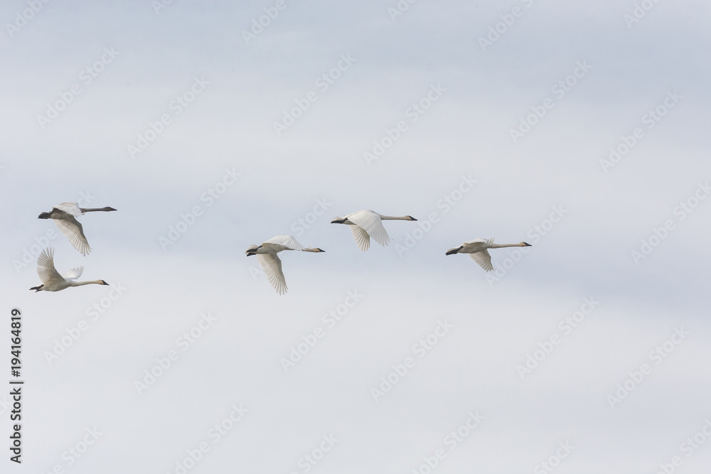 Flying Trumpeter Swan