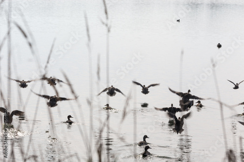 flock flying ducks
