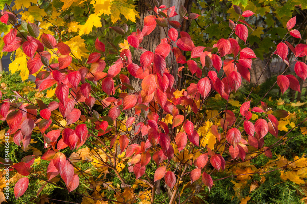 Colorful Autumn
