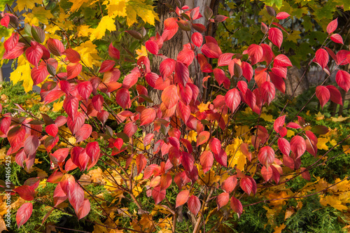 Obraz na płótnie Colorful Autumn w salonie