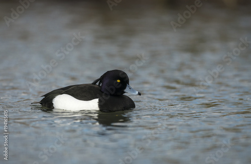 Tufted duck_000000899527_2