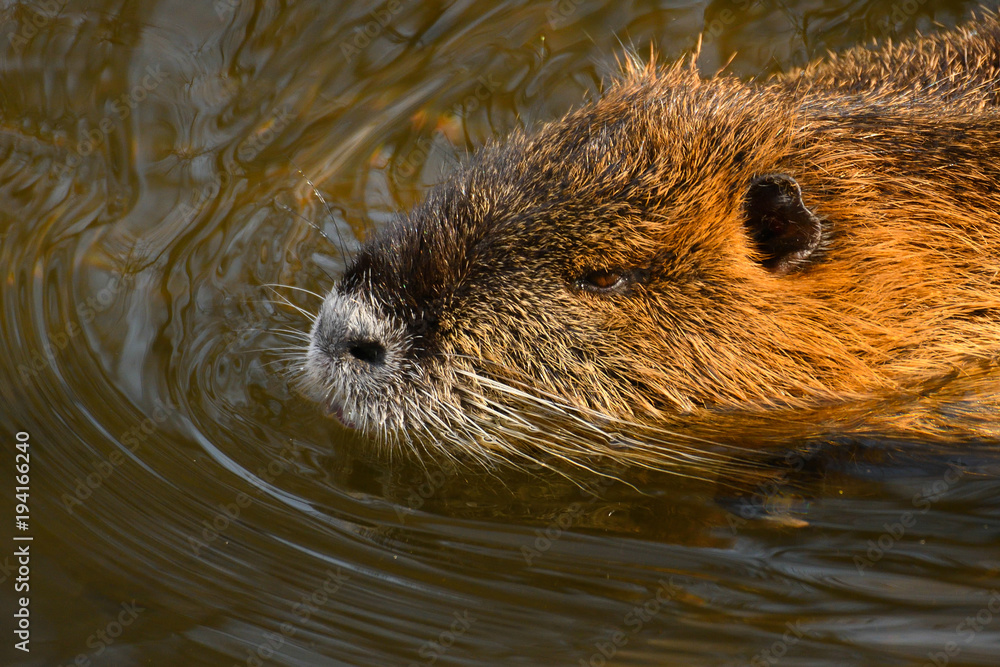 Nutria 