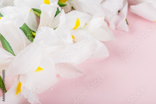 Fototapeta Naklejka Na Ścianę i Meble -  Beautiful White Iris Flowers on Pink Background