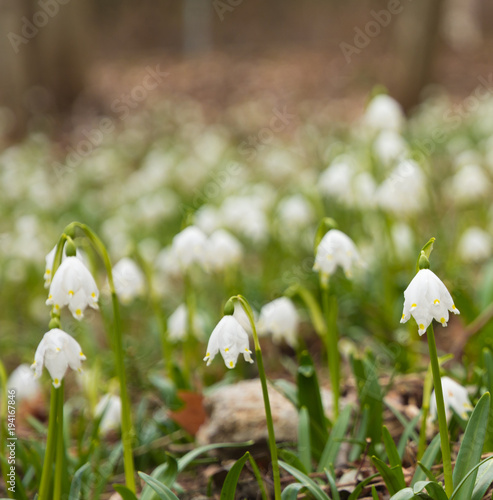 snowdrops in the spring.