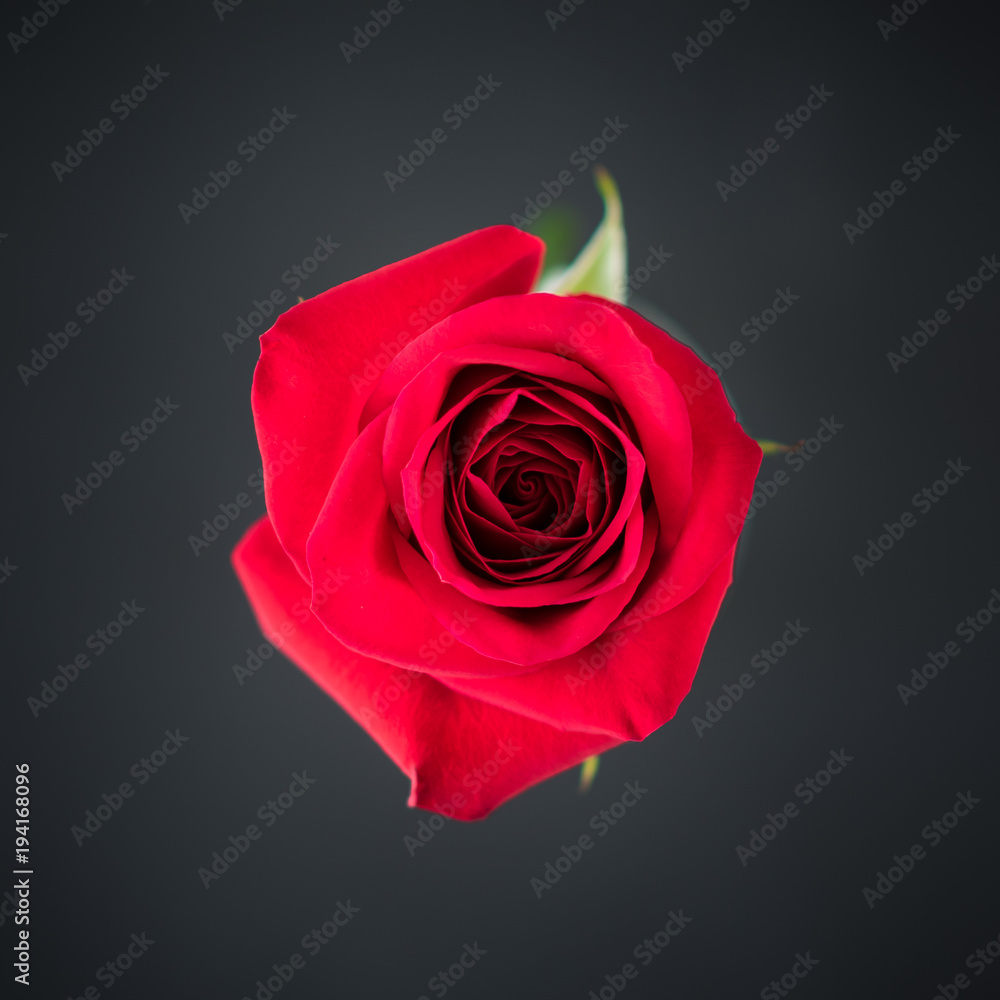 Fototapeta premium Red Rose