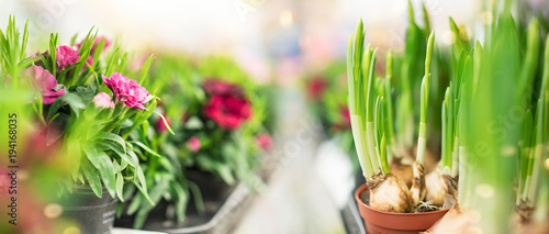Plants and flowers in pots