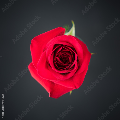 Wallpaper Mural Red Rose Torontodigital.ca