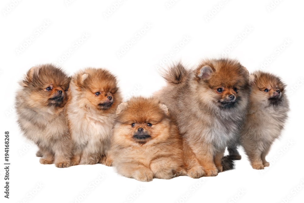 Five furry Spitz puppies on white background Five furry Spitz puppies on white background